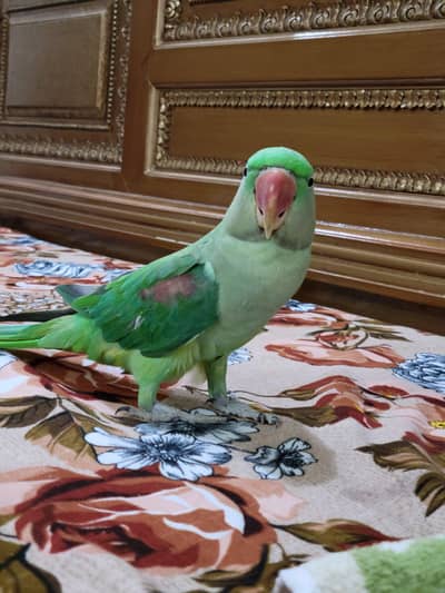 Green Parrot (Raw Parrot)