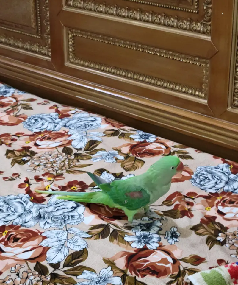Green Parrot (Raw Parrot) — photo 2
