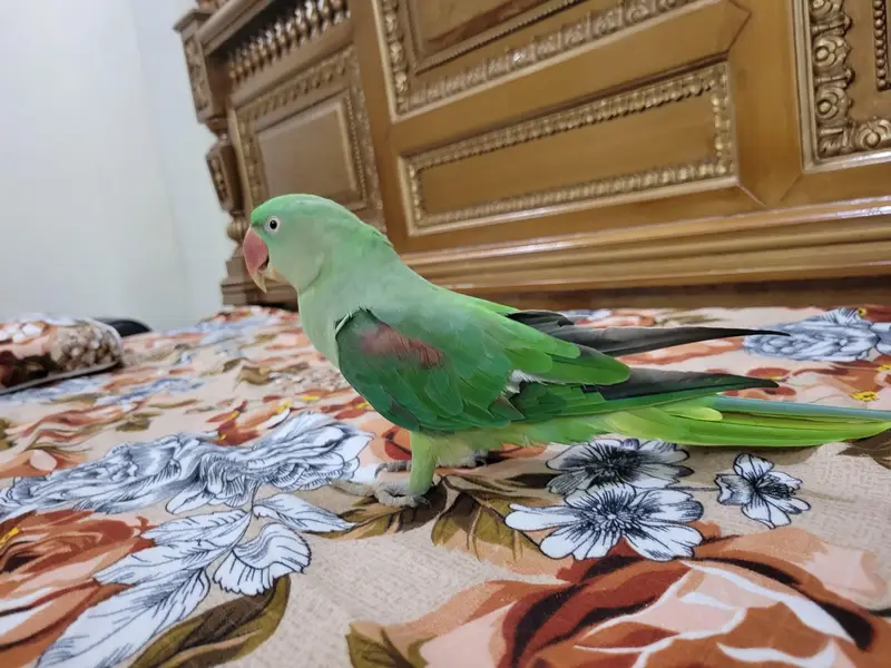 Green Parrot (Raw Parrot) — photo 3