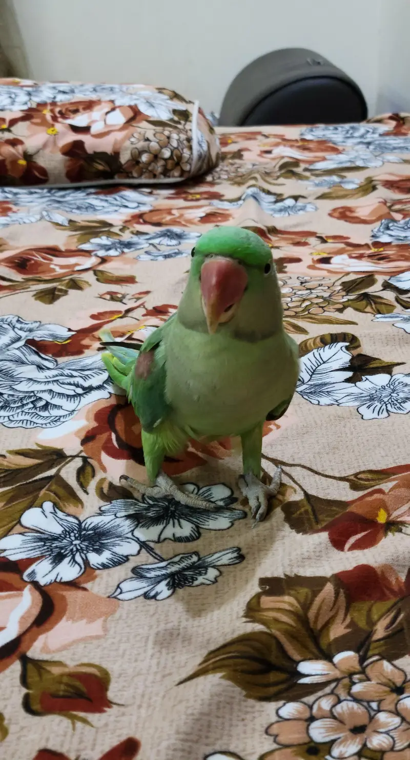 Green Parrot (Raw Parrot) — photo 4