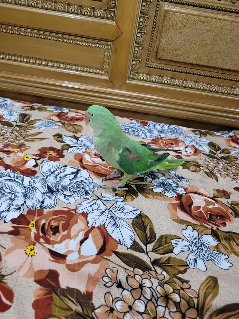 Green Parrot (Raw Parrot) — photo 5