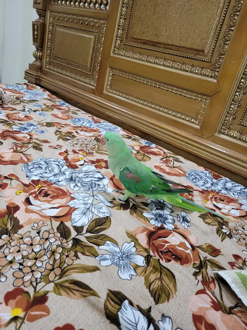 Green Parrot (Raw Parrot) — photo 6