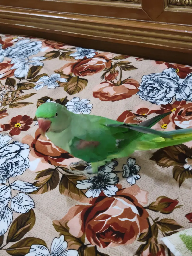 Green Parrot (Raw Parrot) — photo 7