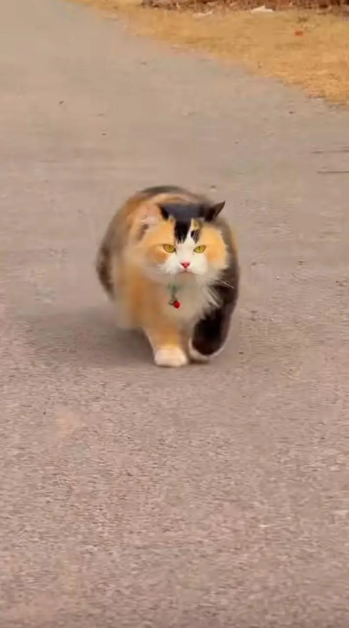 Persian cat for sale Punch face — photo 2