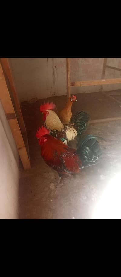 misri murga & murgi