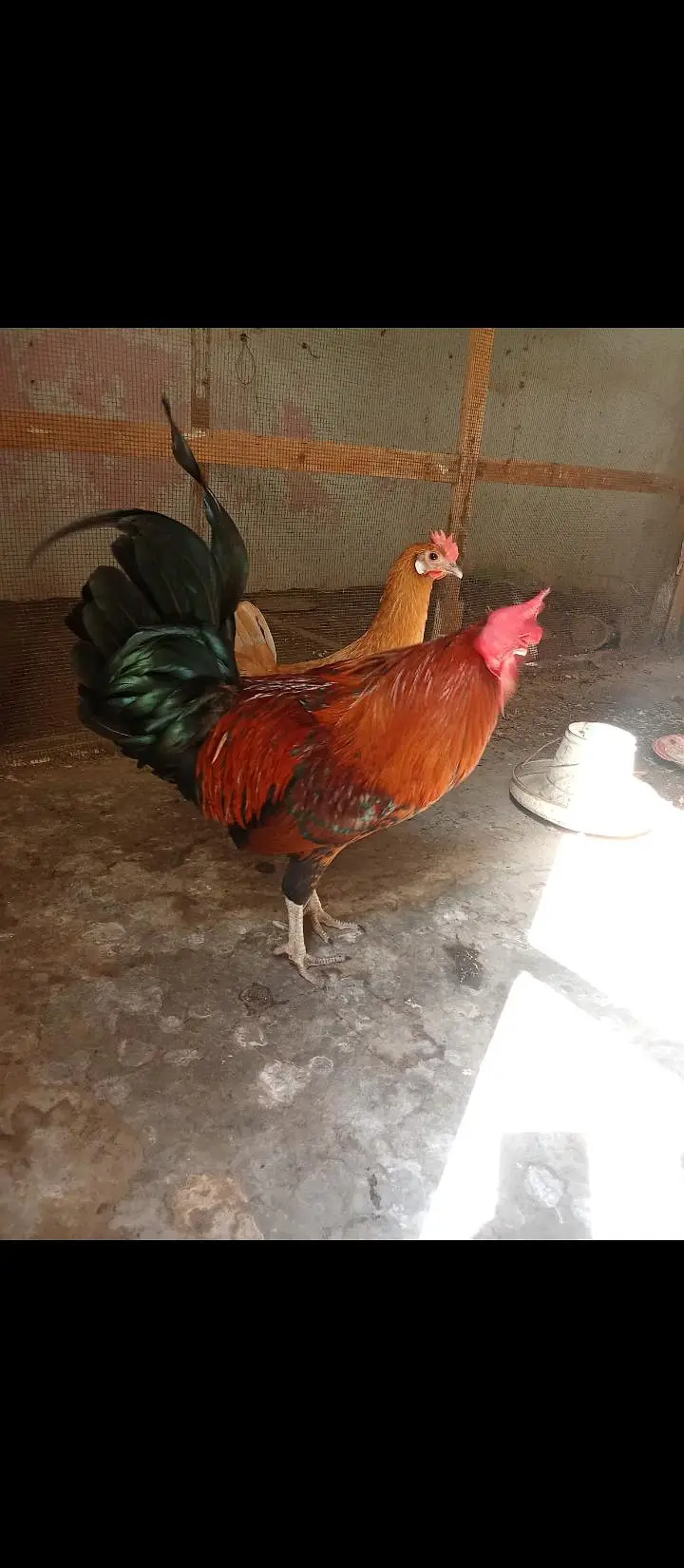 misri murga & murgi — photo 2