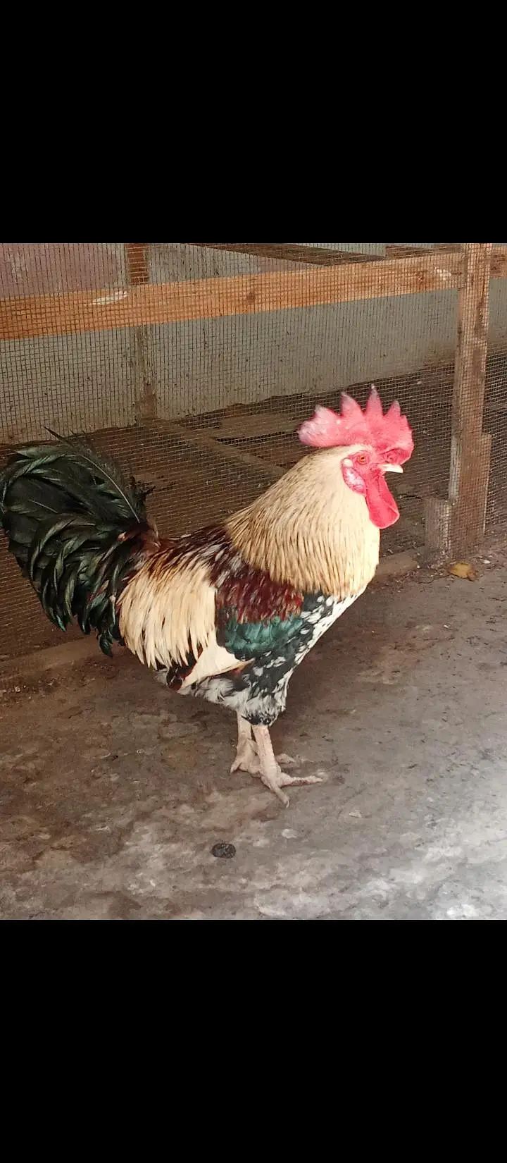 misri murga & murgi — photo 3
