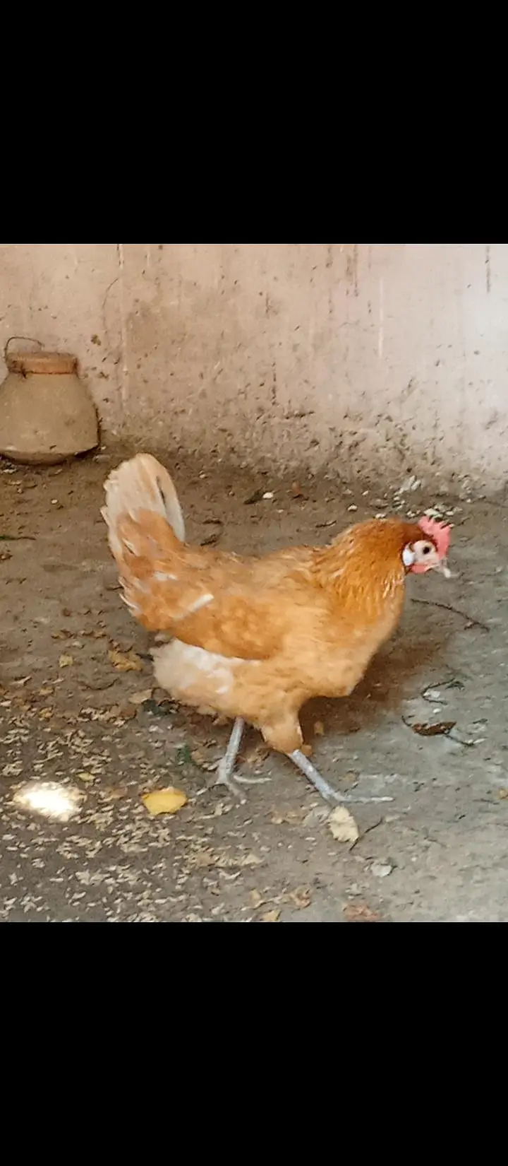 misri murga & murgi — photo 4