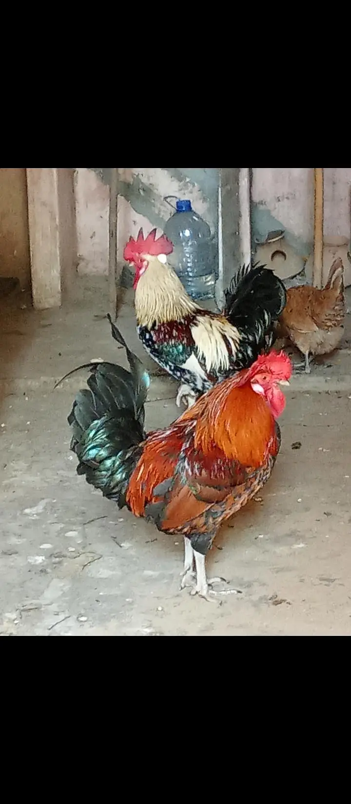 misri murga & murgi — photo 5