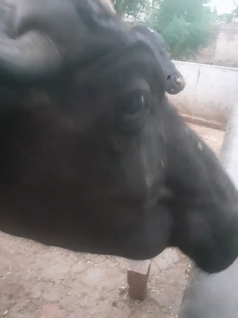 Choty sue majj sui he kata mar gya he