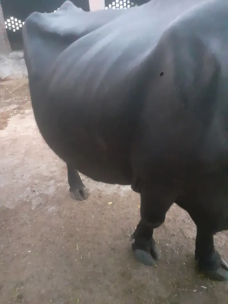 Choty sue majj sui he kata mar gya he — photo 3