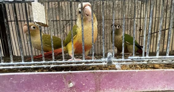 100% Breeder Pineapple Conure and with single green chick