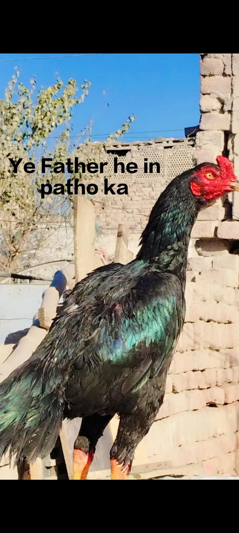 5 aseel pathay kala nawab breed — photo 11