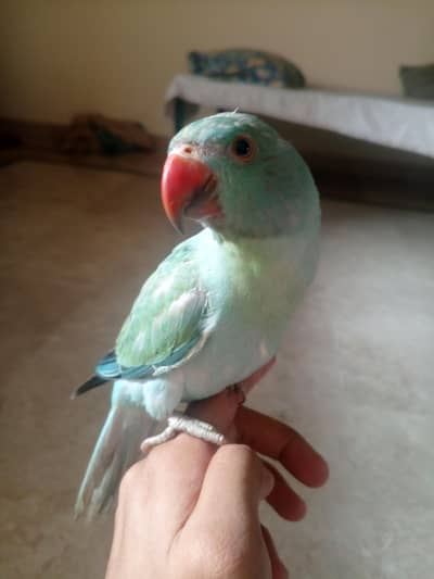 Blue Turquoise Opaline Ringneck Chick