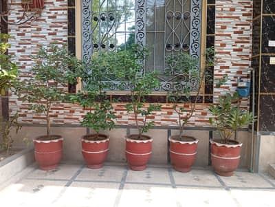 PLANTS