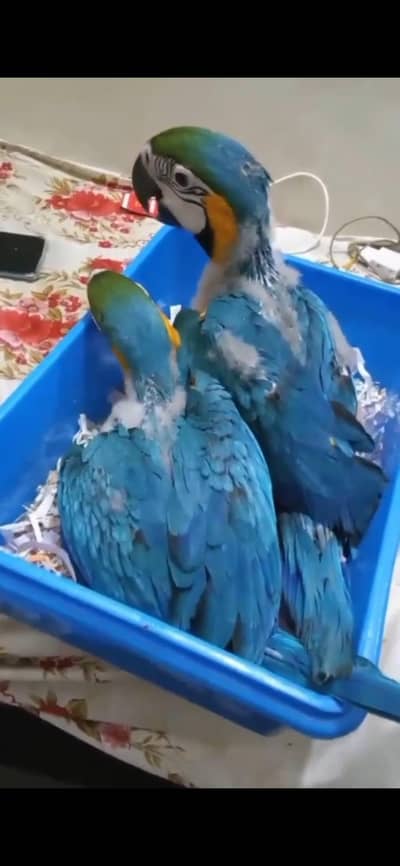 belu golden macwo chick far sale contact watsp number 0326-5946-493