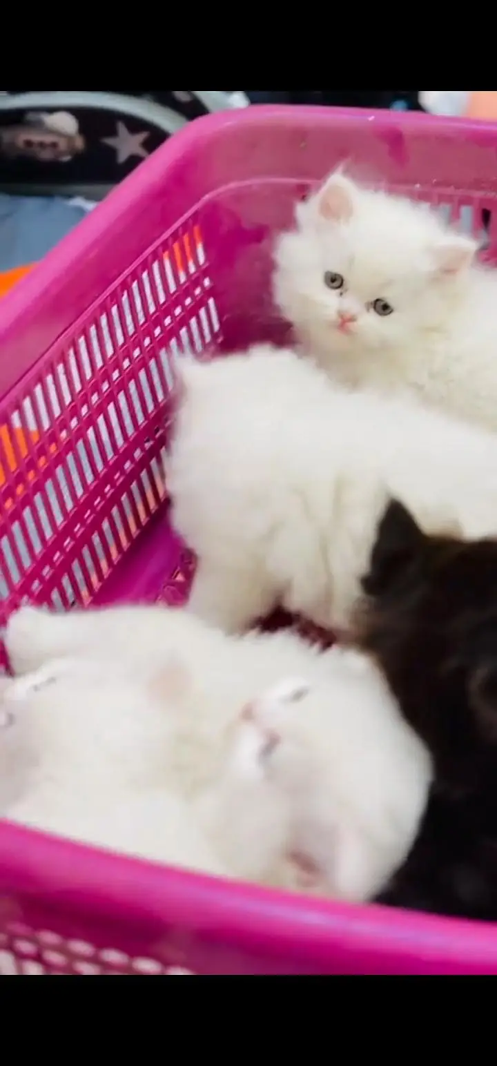 Quality Persian Punch face cat & kittens 03495425573 WhatsApp — photo 3