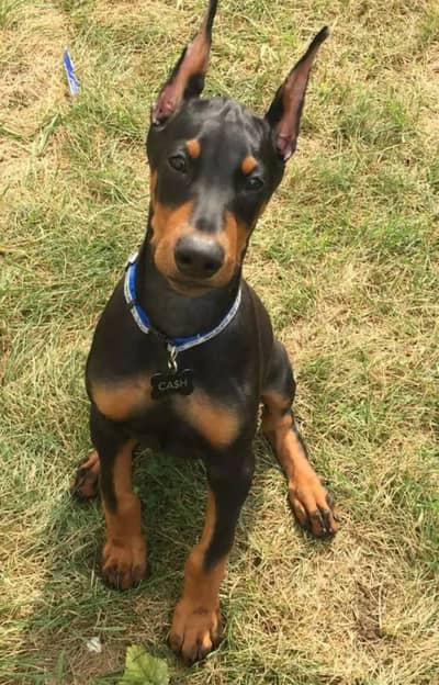American Doberman puppies | Doberman Puppy | Dog for sale