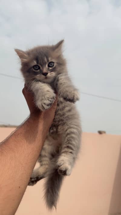 Gray coloured Male Persian cat.