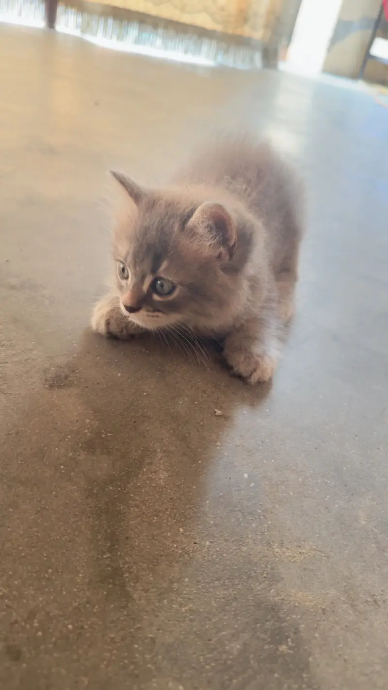 Gray coloured Male Persian cat. — photo 2