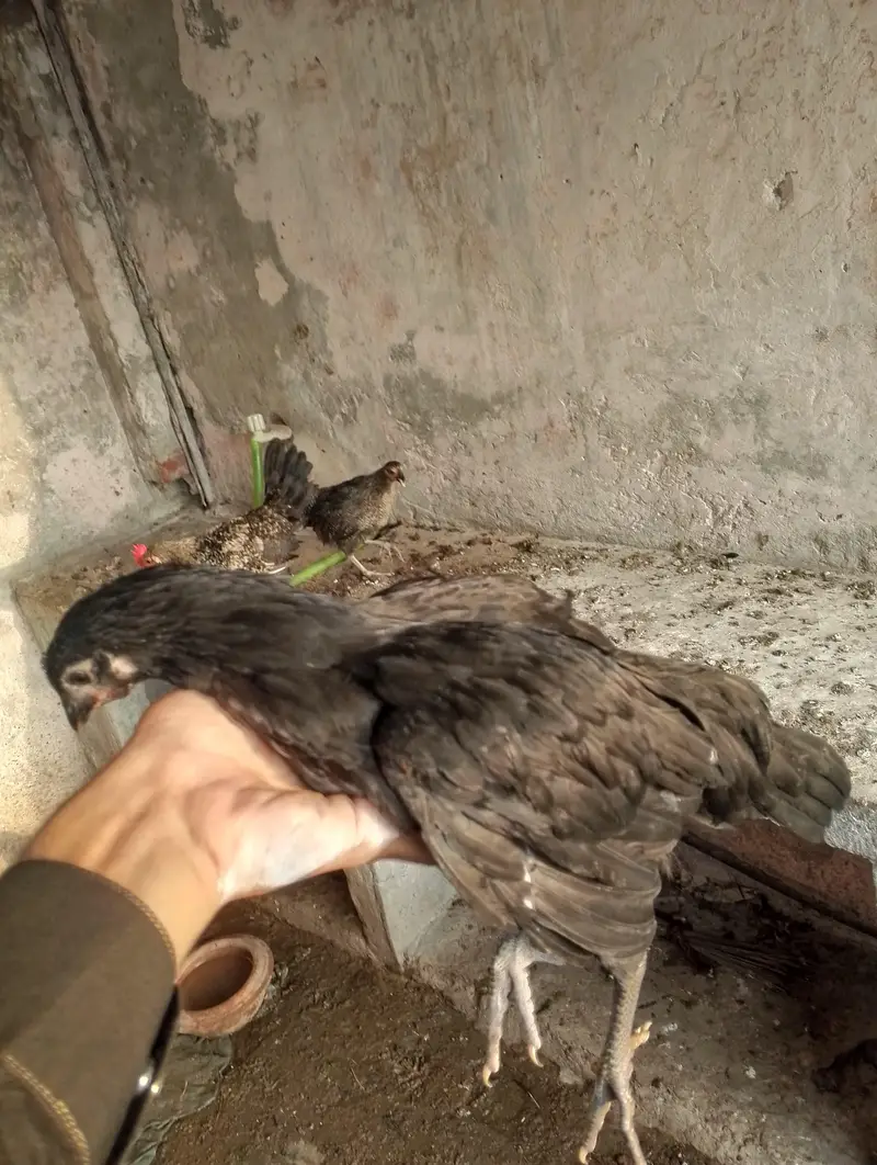 desi pathiyan patha — photo 3