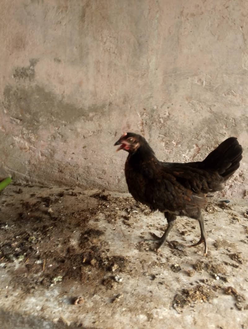 desi pathiyan patha 3