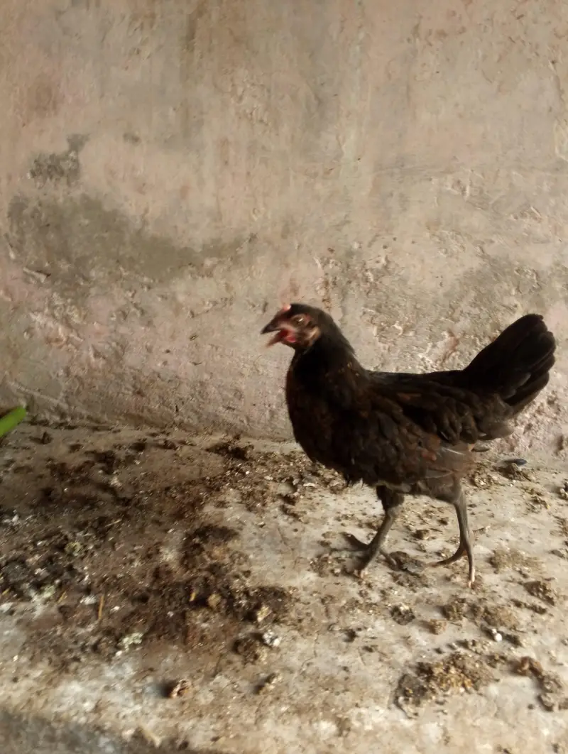desi pathiyan patha — photo 4