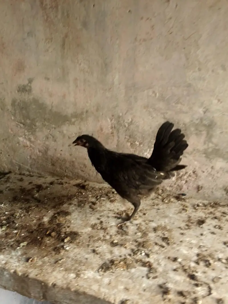 desi pathiyan patha — photo 6