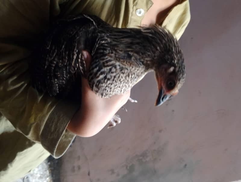 desi pathiyan patha 7