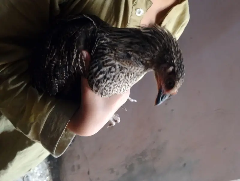 desi pathiyan patha — photo 8