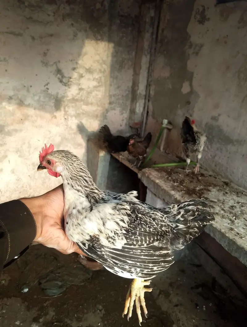 desi pathiyan patha — photo 10