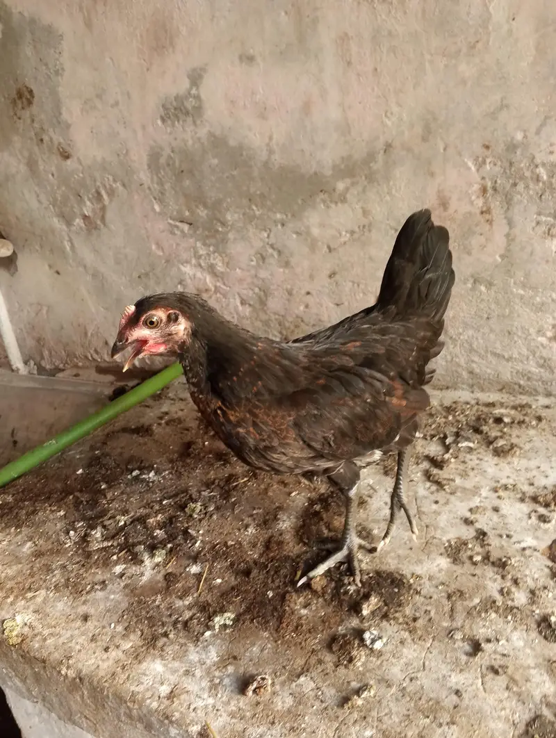 desi pathiyan patha — photo 11