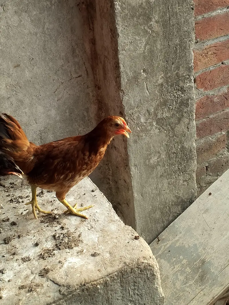 desi pathiyan patha — photo 12