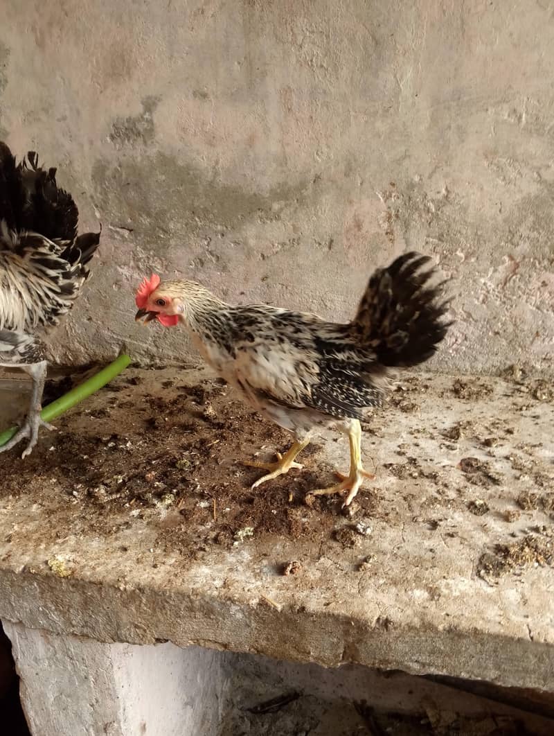 desi pathiyan patha 12