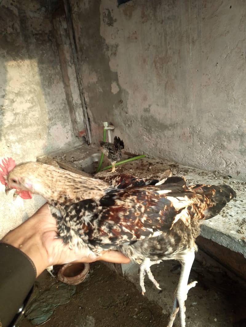 desi pathiyan patha 14