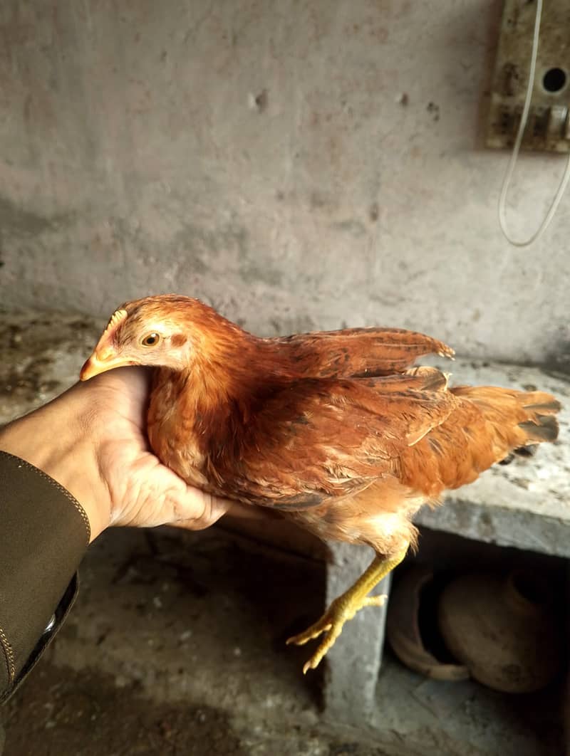 desi pathiyan patha 18