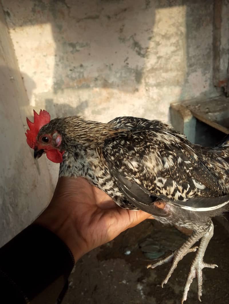 desi pathiyan patha 19
