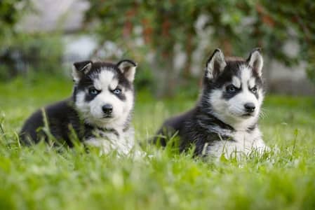 Siberian Husky Puppy | Wolly Coat | Blue Eyes Husky | Dog Puppies