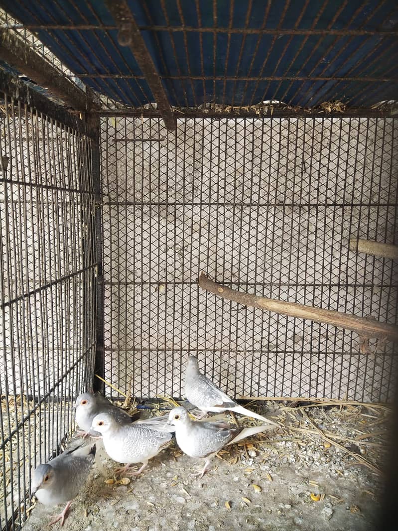Dove 3 pairs 0
