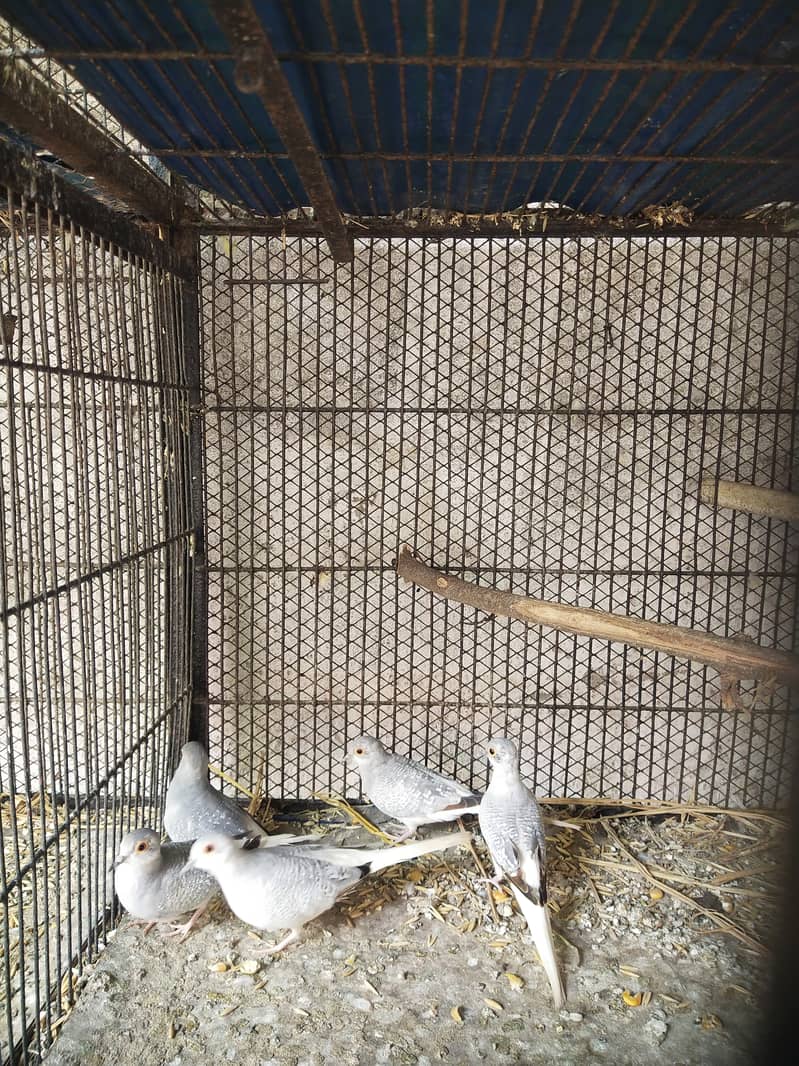 Dove 3 pairs 1