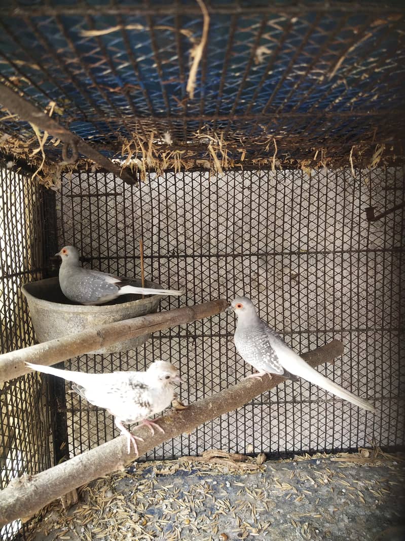 Dove 3 pairs 2