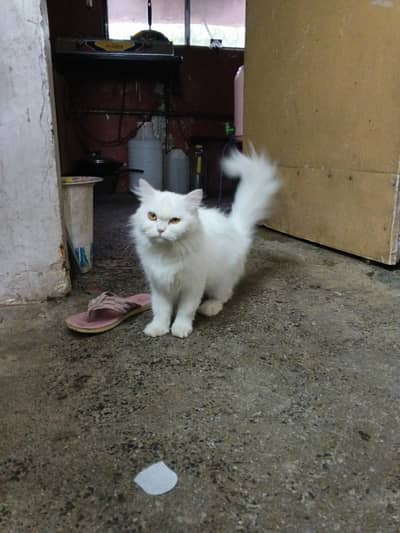 saadkh