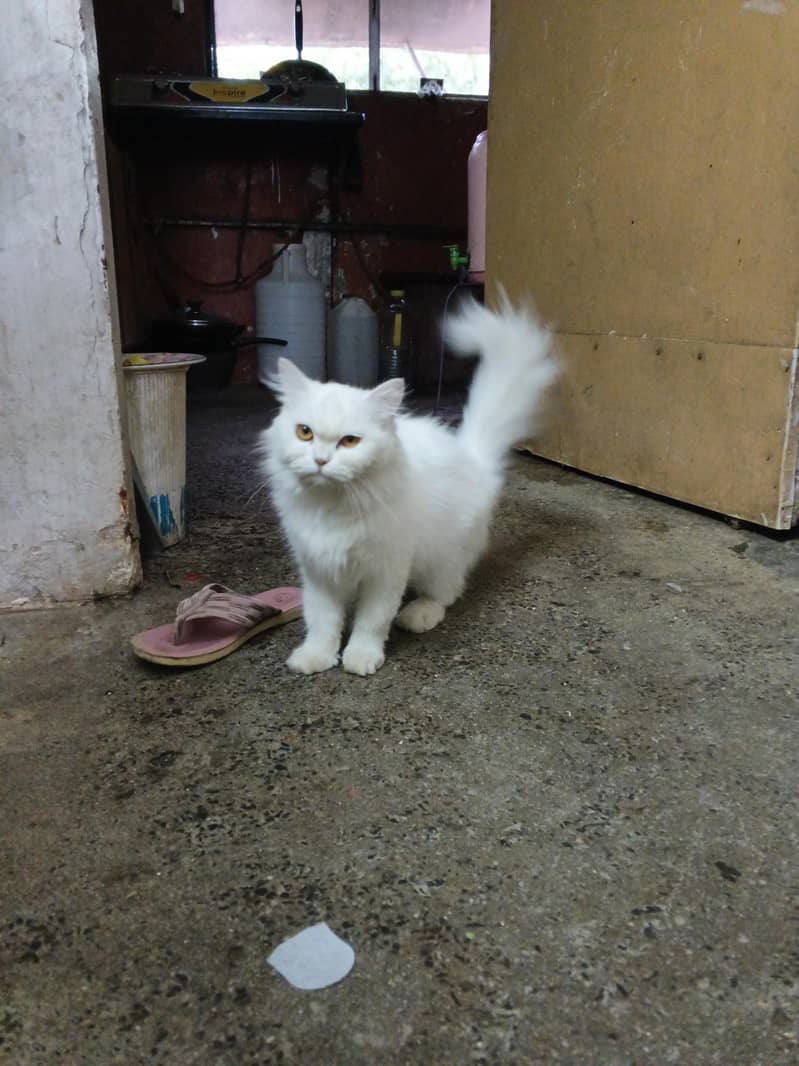 saadkh 0