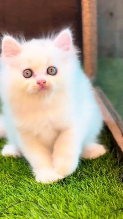 Persian cat for sale Punch face