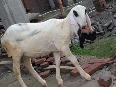 پیور کجلا نسل ہے