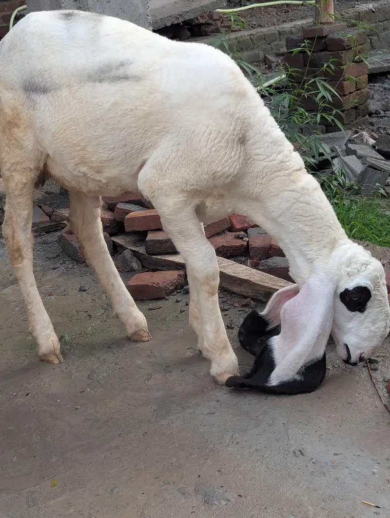 پیور کجلا نسل ہے — photo 2