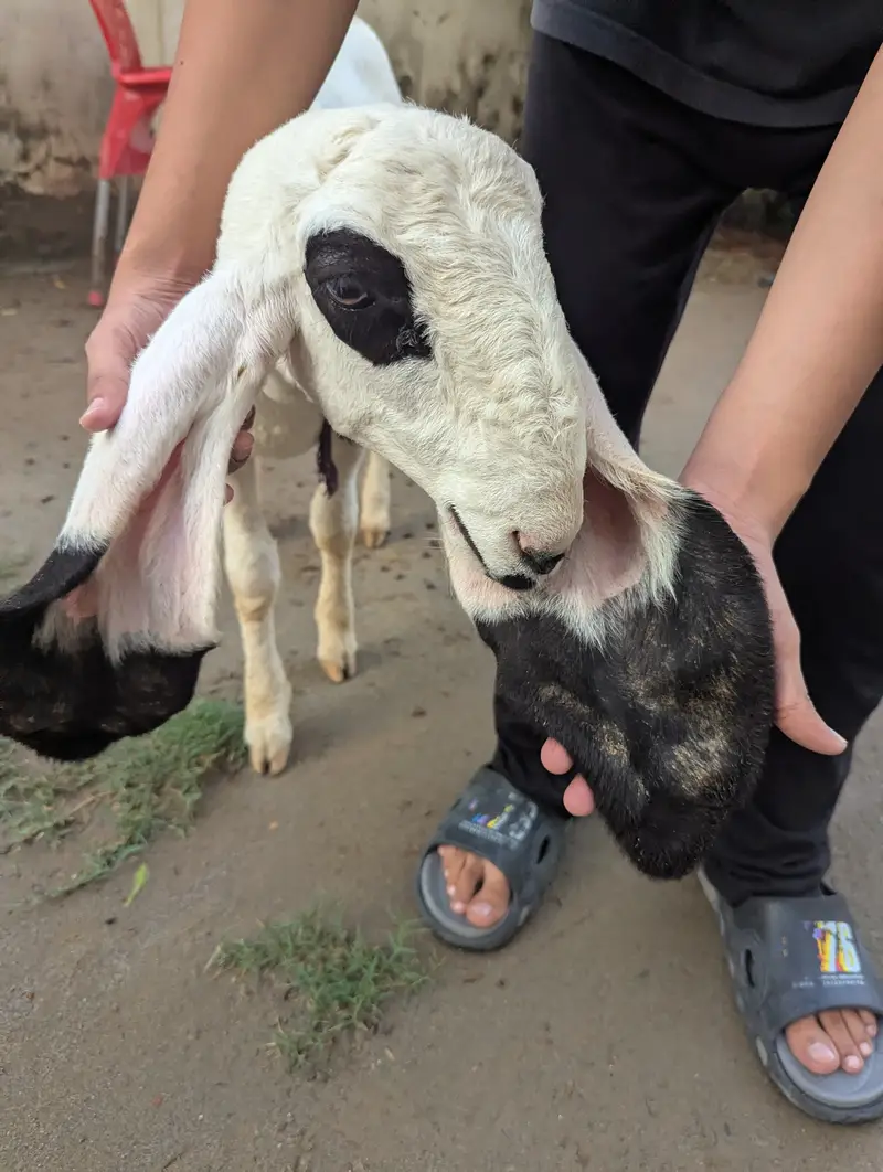 پیور کجلا نسل ہے — photo 3