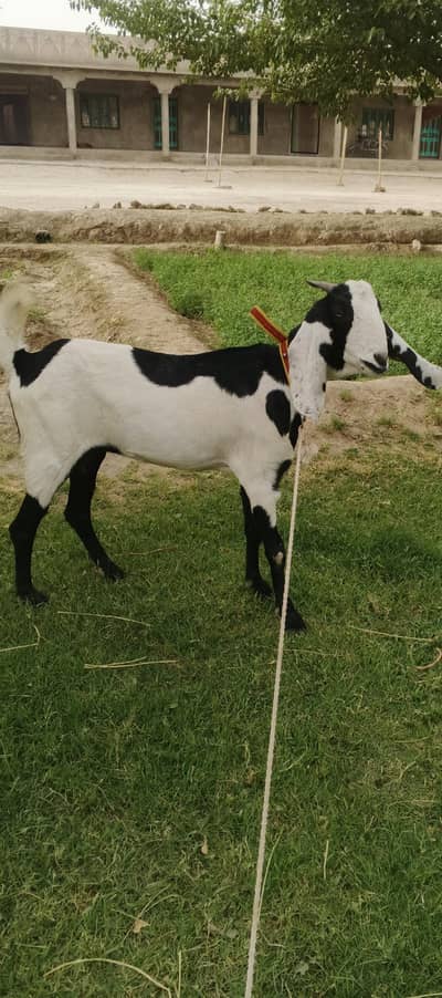 Jawan bakri