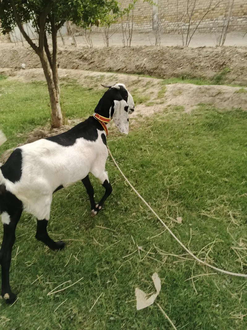 Jawan bakri — photo 2