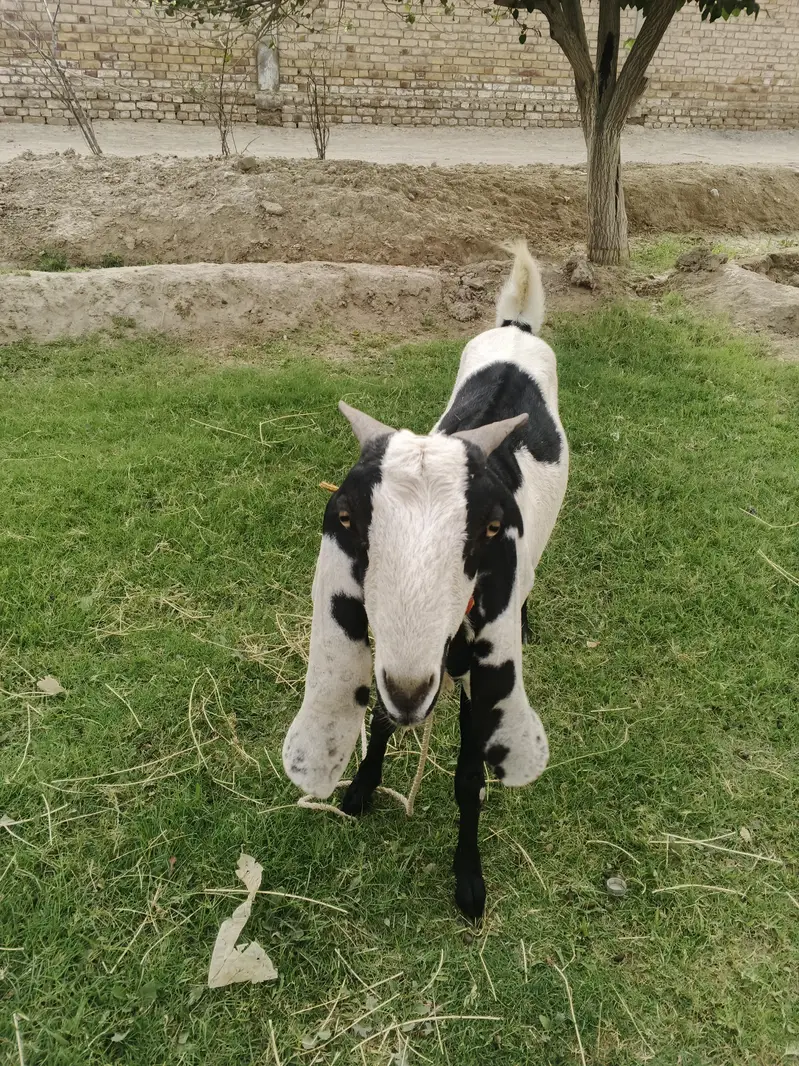 Jawan bakri — photo 3